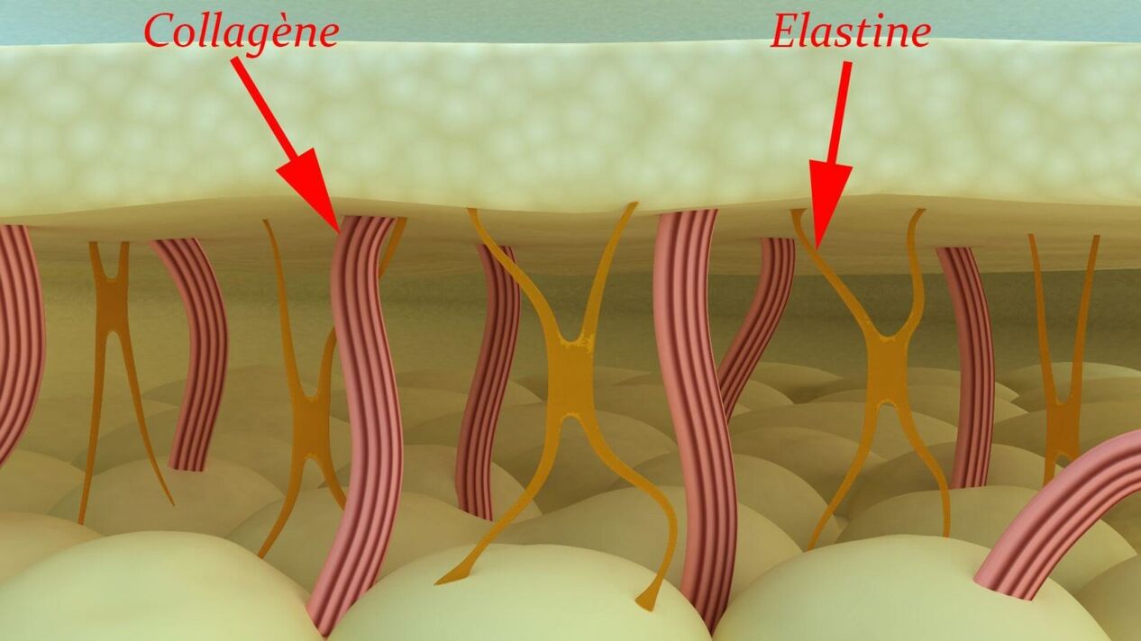Колаген и еластин - структурни протеини на кожата